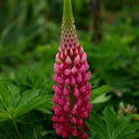 Red Lupin, 100 Seeds