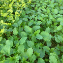 Motherwort seeds, 50g