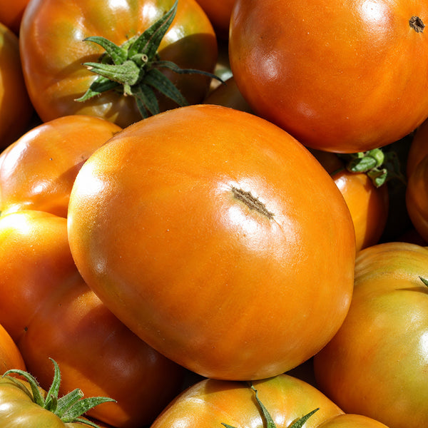 196 Kiwanis Tomato, 5 Seeds