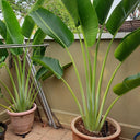 Traveller's Palm Seeds