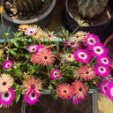 Summer Color Mix Lampranthus Seeds, 1 gram ≈ 3500 Seeds