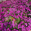 Purplel African Daisy, 50 Seeds