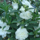 White Garden Balsam Double Flower Seeds, 100 Seeds