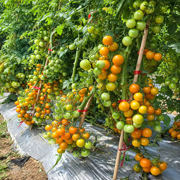 50 Yellow Romance Cherry Tomato, 3 Seeds