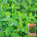 Strawberry Mint, 50 ~ 100 Seeds