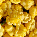 KS Lemon Starrburst Pepper, 5 Seeds