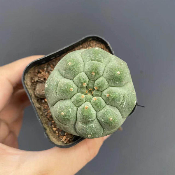 Matucana madisoniorum, 3-4cm
