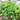 White Mini Clover, 160 Seeds