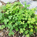 White Mini Clover, 160 Seeds