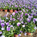 Hezhichun Pansy 'Firmament', 30 Seeds