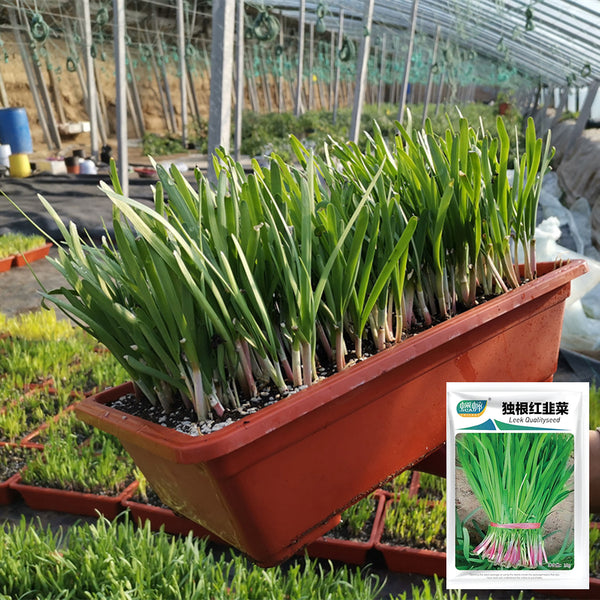 Dugen Red Chinese Chives Seeds, 10g