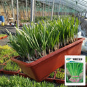 Dugen Red Chinese Chives Seeds, 10g