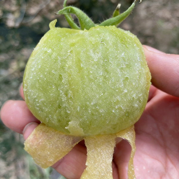 Super Sweet Sandy Green Tomato, 100 Seeds
