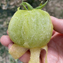 Super Sweet Sandy Green Tomato, 100 Seeds