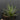 Haworthiopsis fasciata, 3-4cm