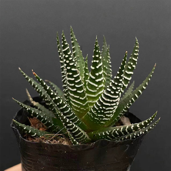 Haworthiopsis fasciata, 3-4cm