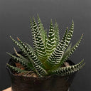 Haworthiopsis fasciata, 3-4cm
