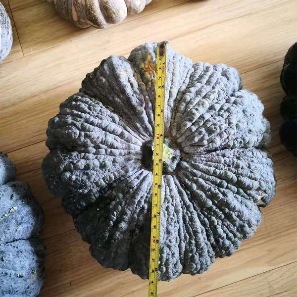 Thai 'Gold Coin' Pumpkin Seeds, 10 Seeds