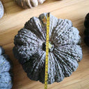 Thai 'Gold Coin' Pumpkin Seeds, 10 Seeds