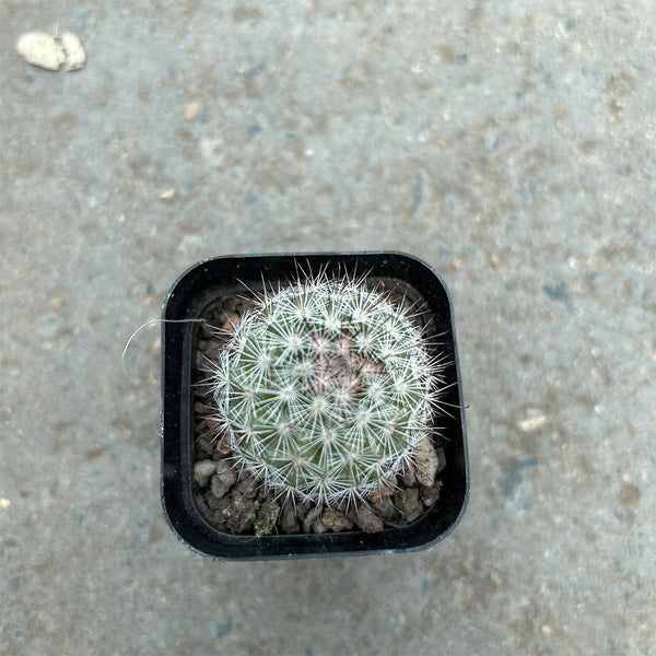 Mammillaria albicans, 3-4cm