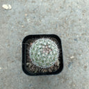 Mammillaria albicans, 3-4cm
