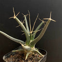 Leuchtenbergia principis, 4-5cm