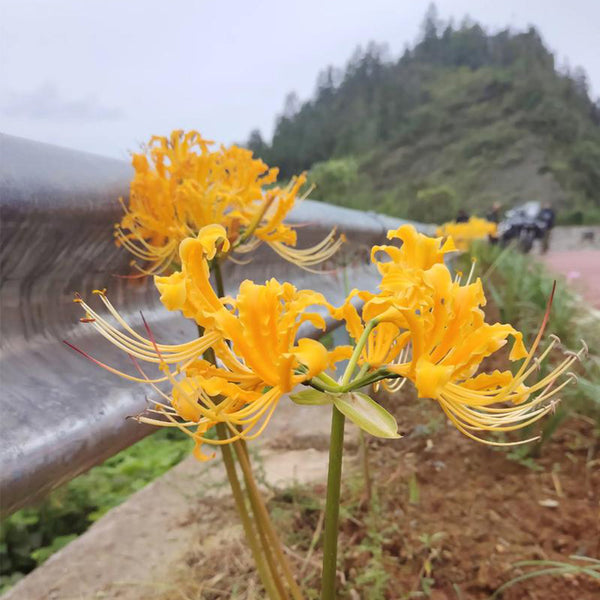 Yellow Spider Lily, 3 Bulbs