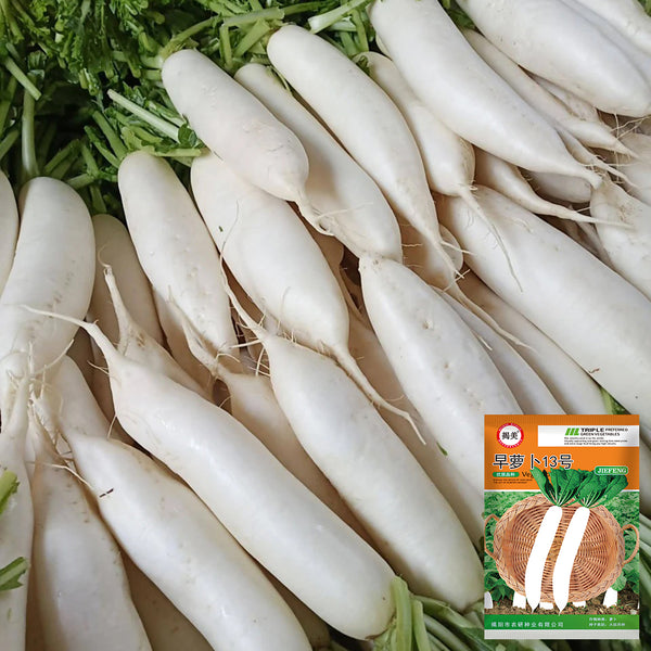 'Zao Luobo No. 13' White Radish Seeds, 20g