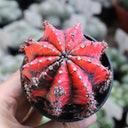 'Oil-Painted Peony' Red Live Cactus, 6-8cm