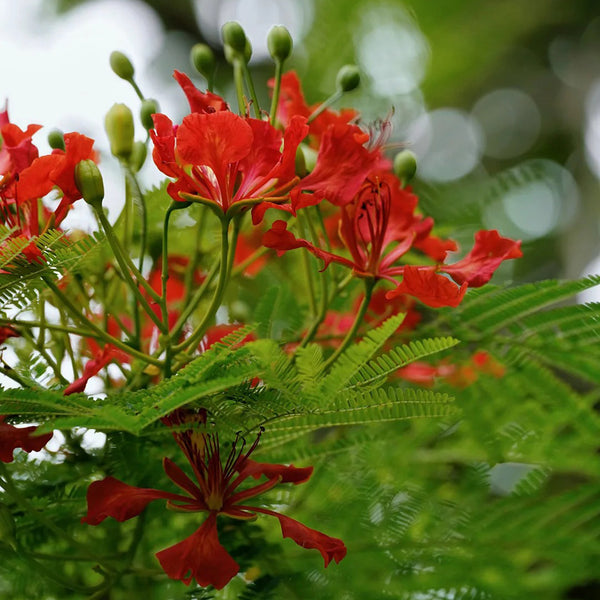 Royal Poinciana, 50 Seeds