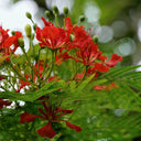 Royal Poinciana, 50 Seeds
