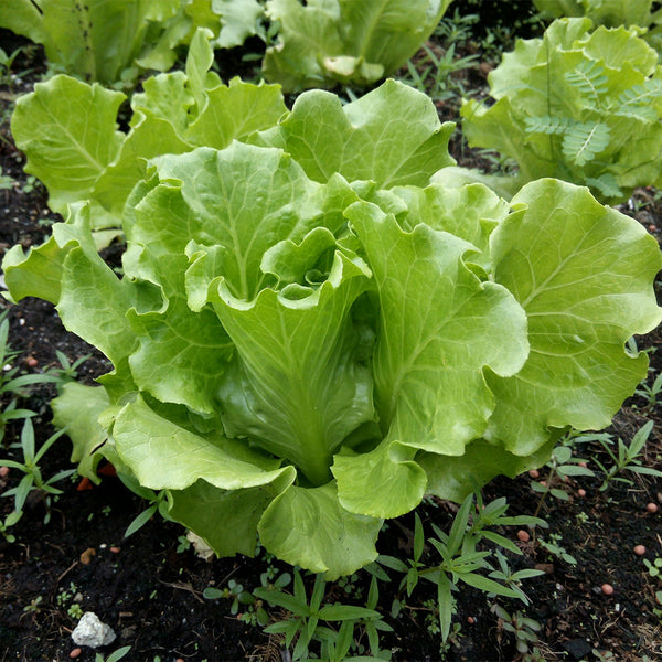 Italian Lettuce Seeds, 10g