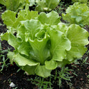 Italian Lettuce Seeds, 10g