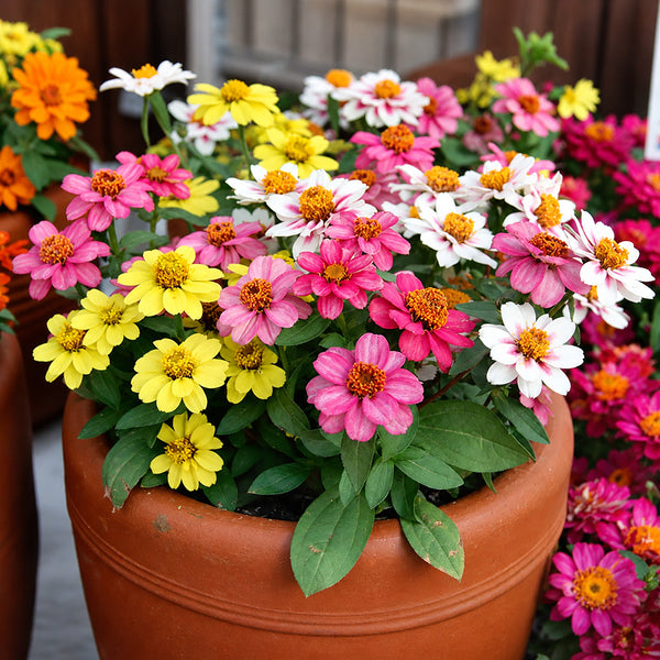 W1341 Dwarf Small-Flowered Zinnia Mix, 100 Seeds