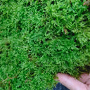 Short-stemmed Moss Seeds, 500 Seeds