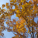 Trident Maple Tree, 100 Seeds
