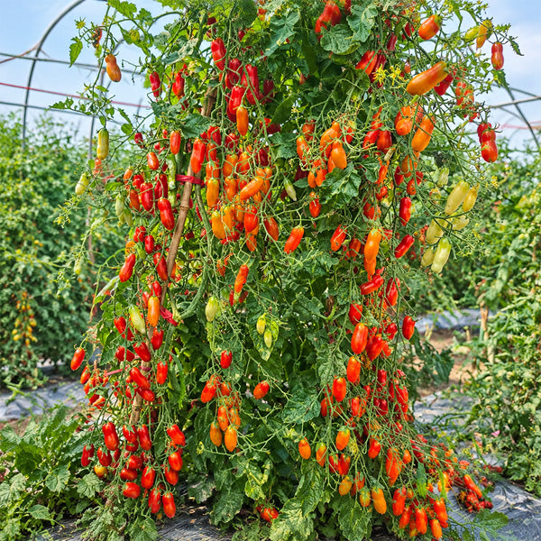 1167 2424 from Zuzi Tomato, 5 Seeds