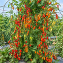 1167 2424 from Zuzi Tomato, 5 Seeds