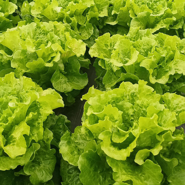 'Lvmei' Italian Leaf Lettuce Seeds, 10g