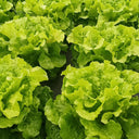 'Lvmei' Italian Leaf Lettuce Seeds, 10g