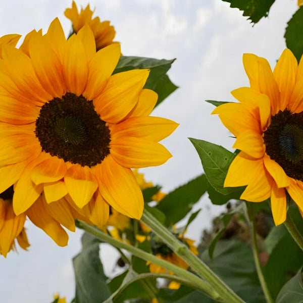 Copper Queen Sunflower, 10 Seeds