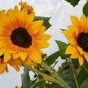 Copper Queen Sunflower, 10 Seeds