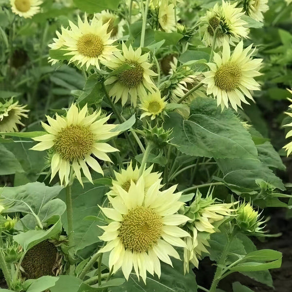 'Lotus Emergence' Sunflower, 10 Seeds