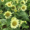 'Lotus Emergence' Sunflower, 10 Seeds