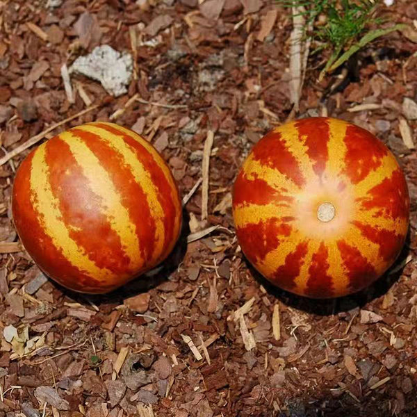 Tigger Melon (Cucumis melo) Seeds, 20 Seeds