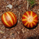 Tigger Melon (Cucumis melo) Seeds, 20 Seeds