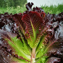 Crimson Wrap Lettuce Seeds, 2g