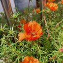 Hezhichun Orange Moss-Rose Purslane Seeds, 1g