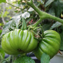 Green Steak Tomato, 100 Seeds