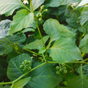 "Jinlong" Black Nightshade, 100 Seeds